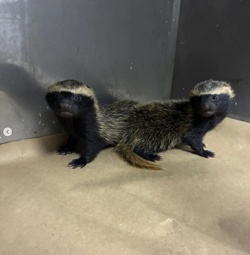 A dupla de filhotes vai ser reintroduzida na natureza — Foto: Divulgação