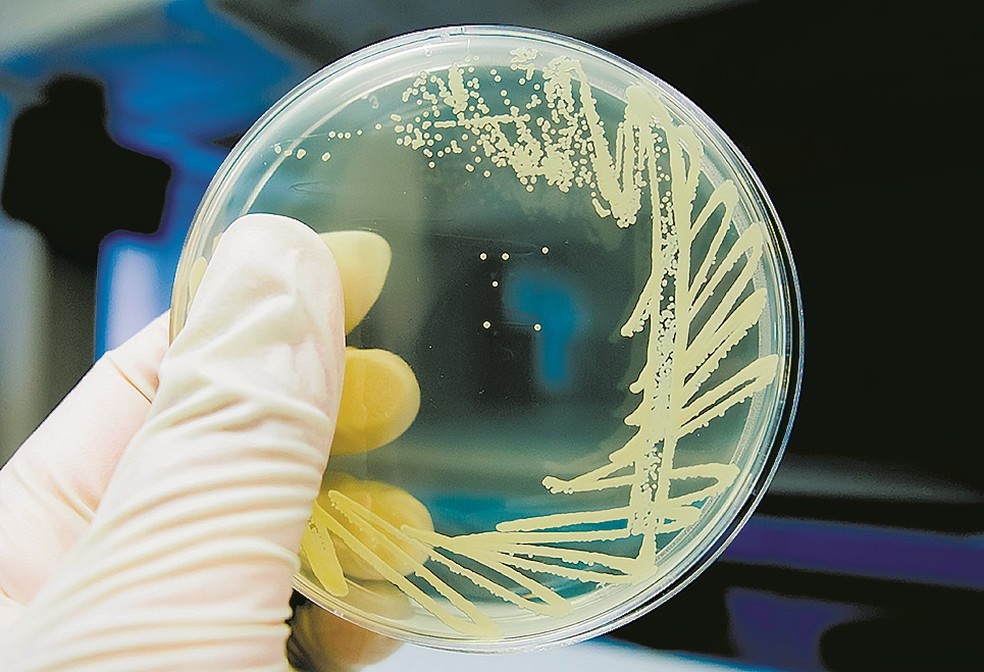 Nova geração de leveduras comerciais, fungo que faz a fermentação, pode diversificar “o portfólio e a receita de indústrias”, diz a Bioinfood — Foto: Divulgação/Bioinfood
