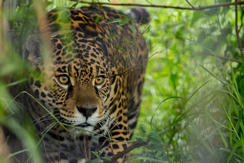 Onça-pintada, espécie icônica ameaçada de extinção, reúne esforços de quatro países sul-americanos para sua conservação