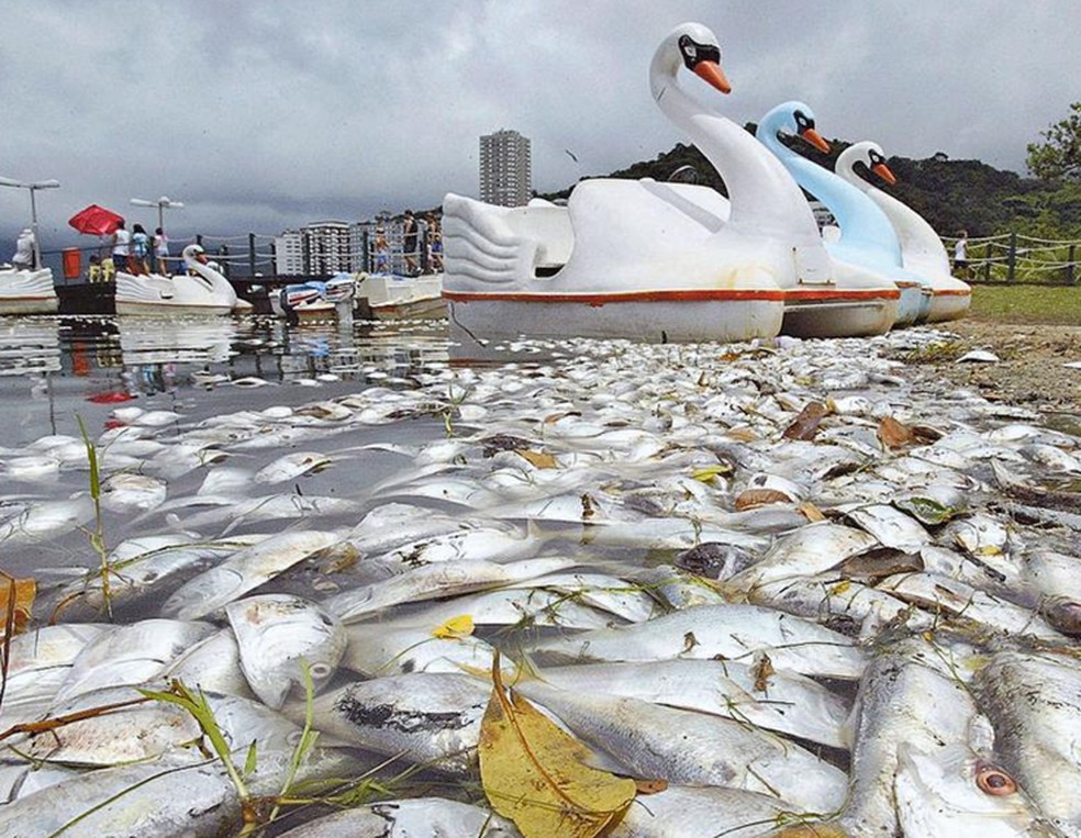 Mortandade de peixes na Lagoa, em janeiro de 2005, na altura do Parque da Catacumba — Foto: Gabriel de Paiva/23-1-2005