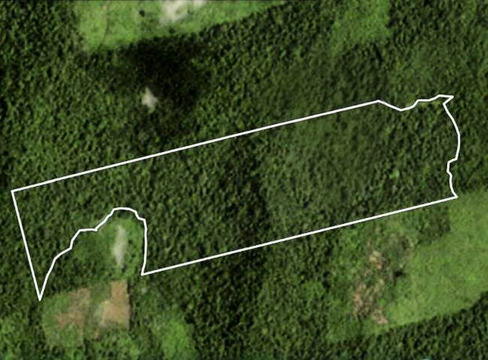 Área da Fazenda Califórnia não sofreu derrubada de árvore, o que levanta suspeita sobre lavagem de madeira — Foto: Reprodução