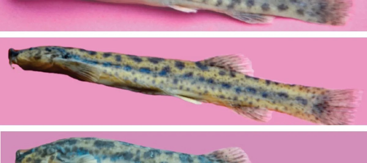Câncer Transmissível é Identificado em Peixes de Água Doce