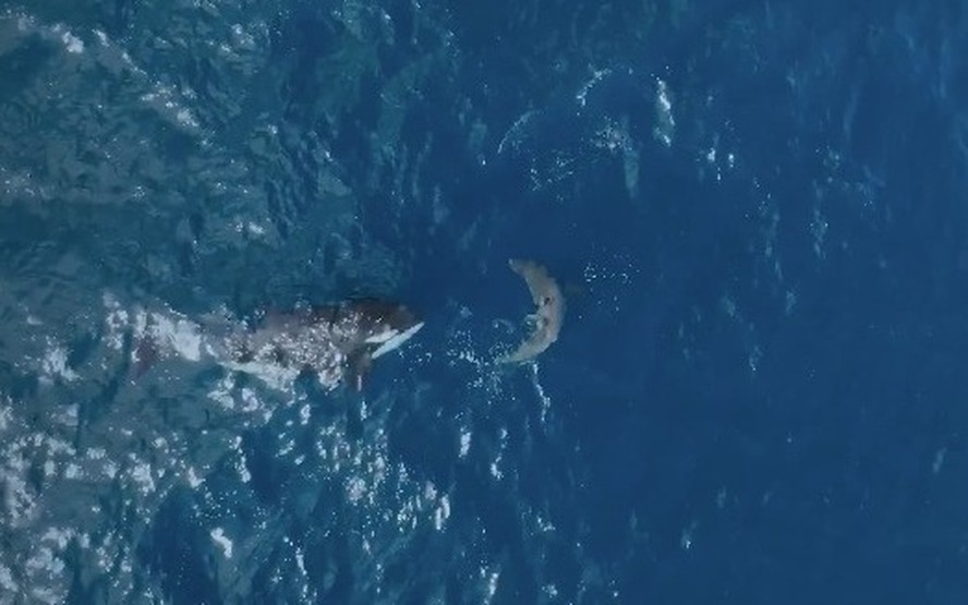 'Orca-avó' quebra costelas de tubarão-branco ao fazer ataque mortal filmado por ângulo inédito; assista