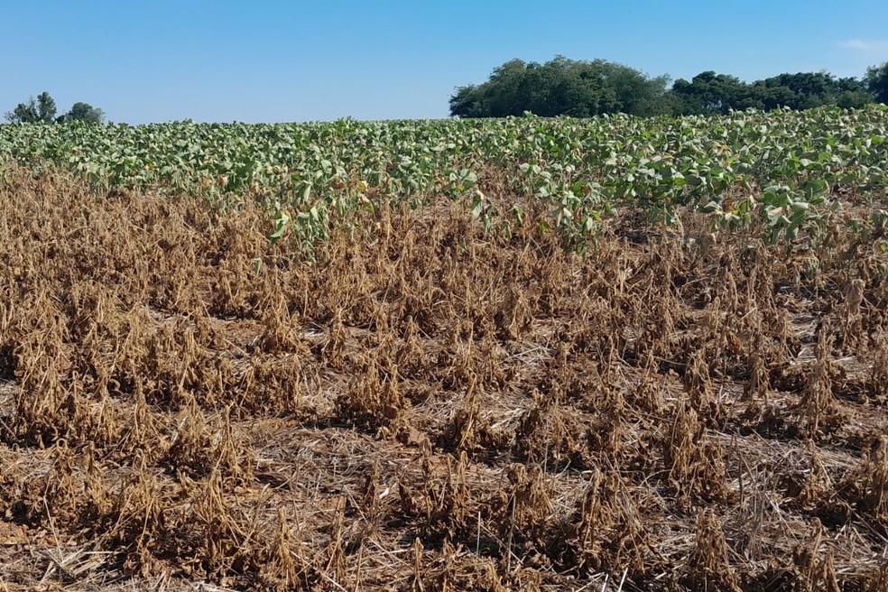 Extremos climáticos. Lavoura de soja afetada pela seca em Campina das Missões (RS) no início de 2025 — Foto: Arquivo pessoal