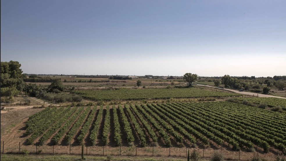 Os vinhedos da Cave Héraclès, a maior cooperativa de vinhos orgânicos da França — Foto: Maria Contreras Coll/Bloomberg