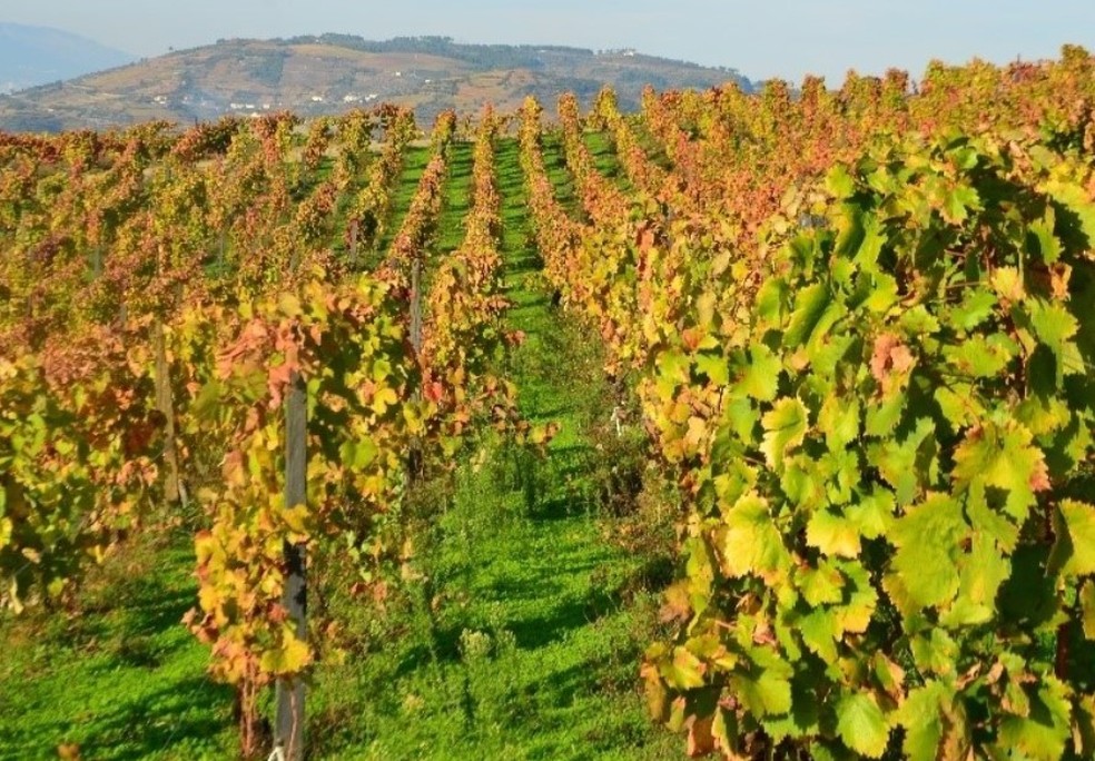 Quinta do Vallado: vinícola herdou vinhas velhas das gerações passadas — Foto: Reprodução