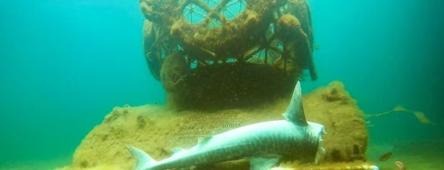 Tubarão-tigre é encontrado decapitado em ponto turístico na Austrália — Foto: Reprodução
