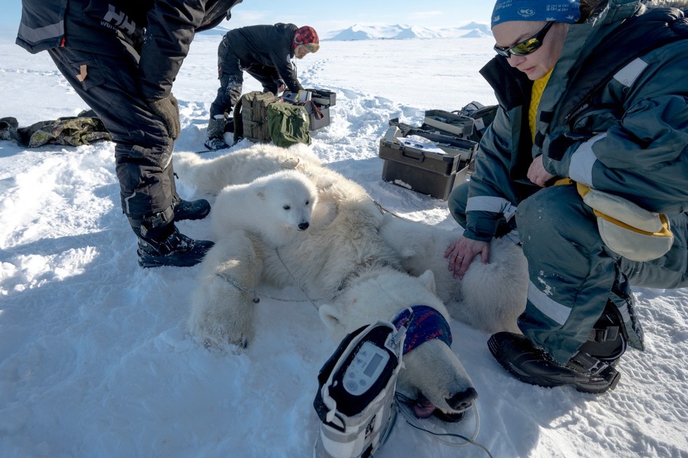 A cientista francesa Marie-Anne Blanchet examina filhotes de urso antes de coletar biópsias de tecido adiposo e amostras de sangue de sua mãe sedada, no leste de Spitzbergen, no arquipélago de Svalbard — Foto: OLIVIER MORIN / AFP
