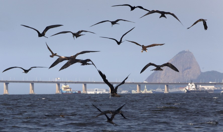Aves voando na Baía de Guanabara