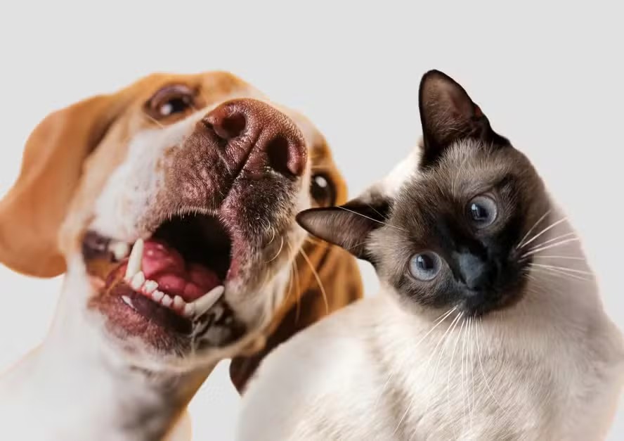 Senado aprova regras para guarda compartilhada de pets; entenda como vai funcionar