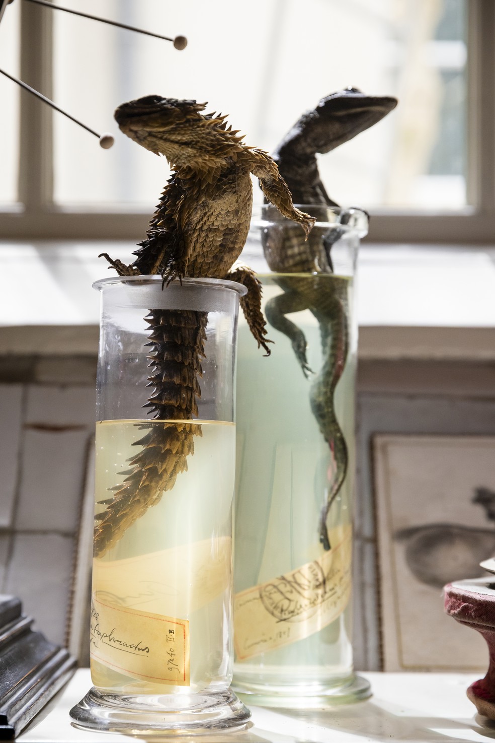 Itens da'Oficina de Darwin', espaço do Art Zoo — Foto: Ilvy Njiokiktjien/The New York Times