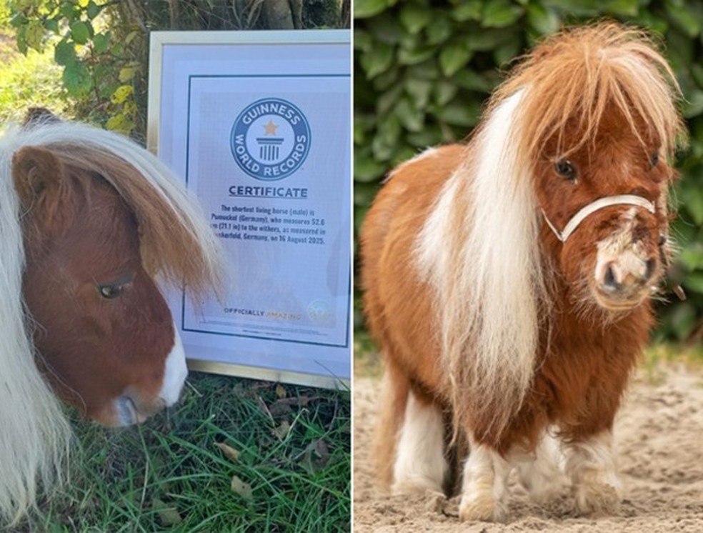 Certificate of the smallest horse in the world - Photo: Guinness World Records