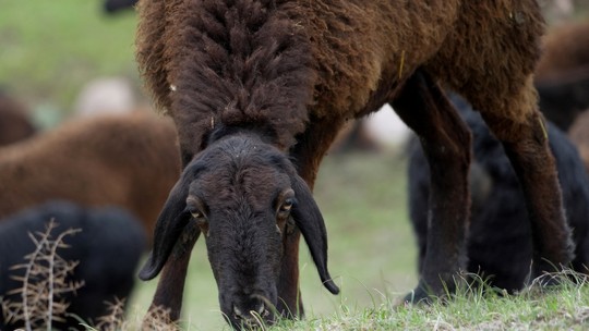 Entenda como ovelhas gigantes ajudam o Tajiquistão a combater as mudanças climáticas