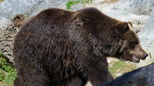 Filhotes de urso pardo no Japão morrem de fome em meio à escassez de salmão