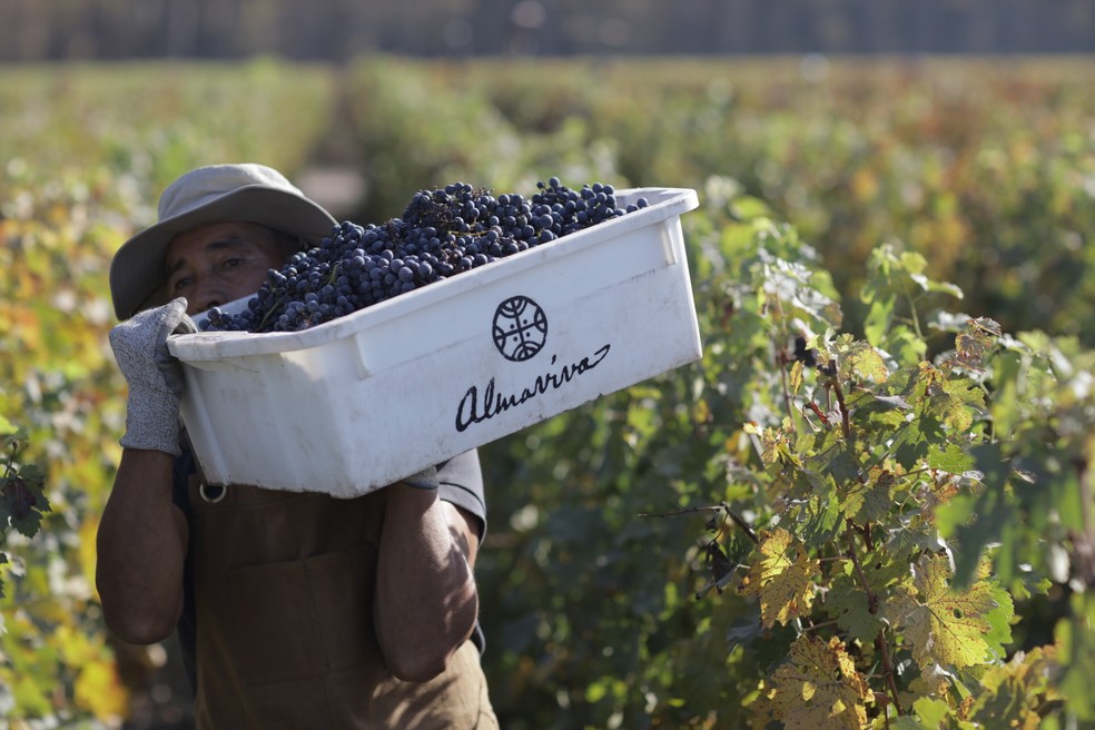 Safra 2020 do vinho Almaviva é lançada em comemoração aos 25 anos