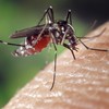 Casos de dengue aumentam no Brasil e nova mutação do vírus chega ao país. - Pixabay