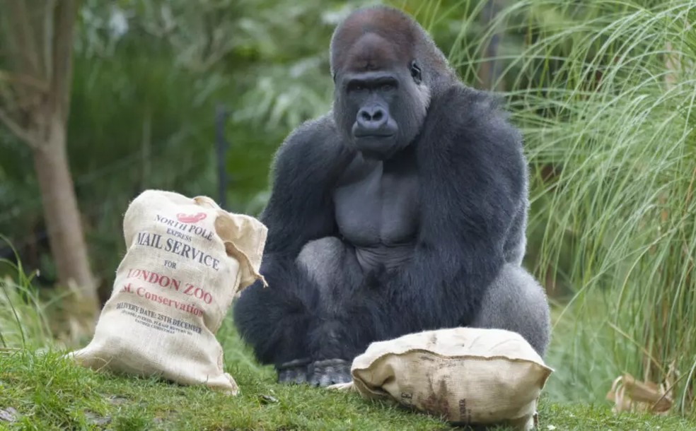 A gorilla opens Christmas presents at London Zoo — Photo: London Zoo