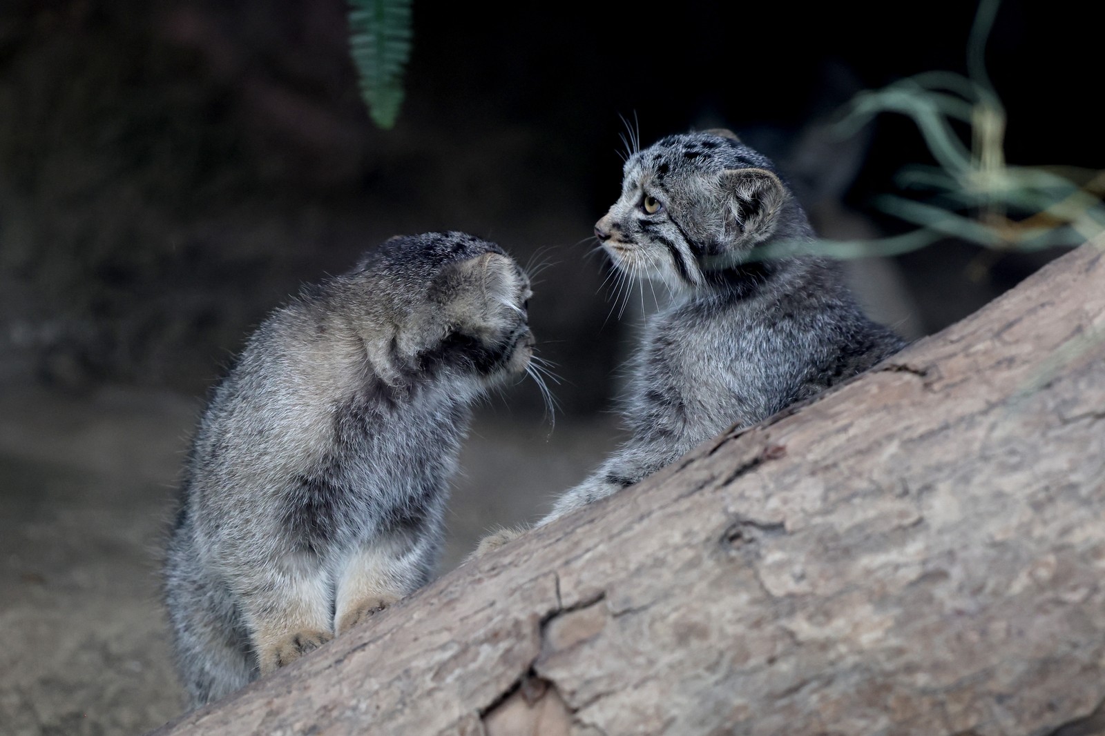 Filhotes de gato-de-pallas, espécie considerada o felino mais antigo do mundo, são vistos em seu recinto no Kobe Animal Kingdom — Foto: AFP
