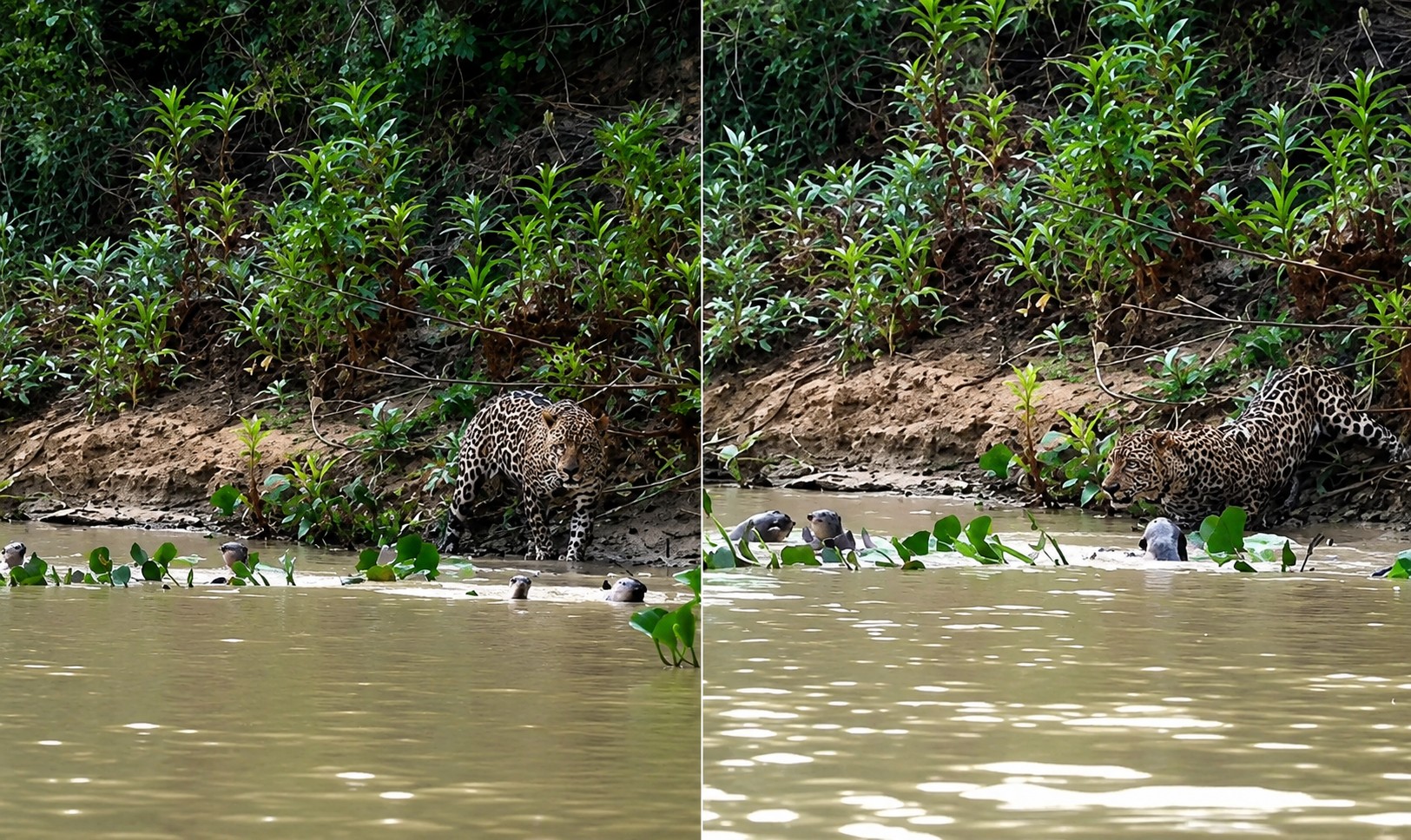 Quem vence? Vídeo mostra confronto raro entre onça-pintada e ariranhas no Pantanal; assista