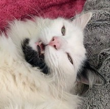 Gato bicolor Felix, segundo colocado em 2022 — Foto: Acervo pessoal