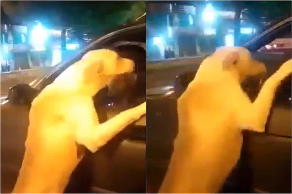 Vídeo de labrador correndo atrás de carro por seis quarteirões gera revolta e suspeita de abandono no Equador