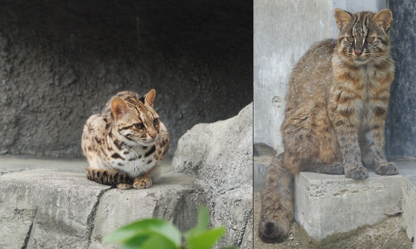 Gato-leopardo de Tsushima: estudo revela característica incomum de felino do Japão ameaçado de extinção
