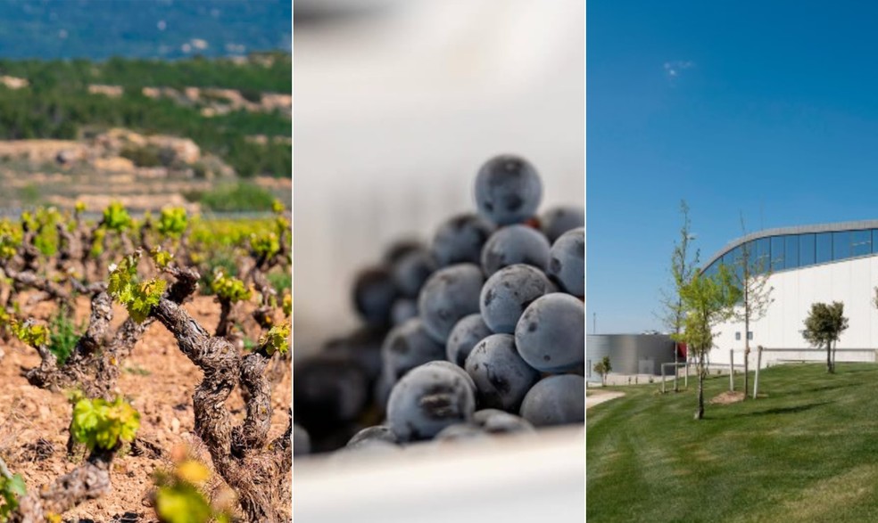 Macán: vinhos feitos com Tempranillo, em Rioja, na Espanha — Foto: Divulgação