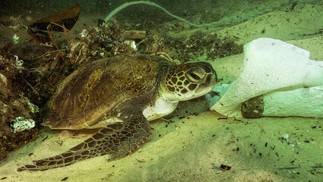 Na Praia de Ipanema, na Zona Sul do Rio, tartaruga foi encontrada presa a plástico durante trabalho do Instituto Mar Urbano — Foto: Instituto Mar Urbano / Ricardo Gomes / Divulgação
