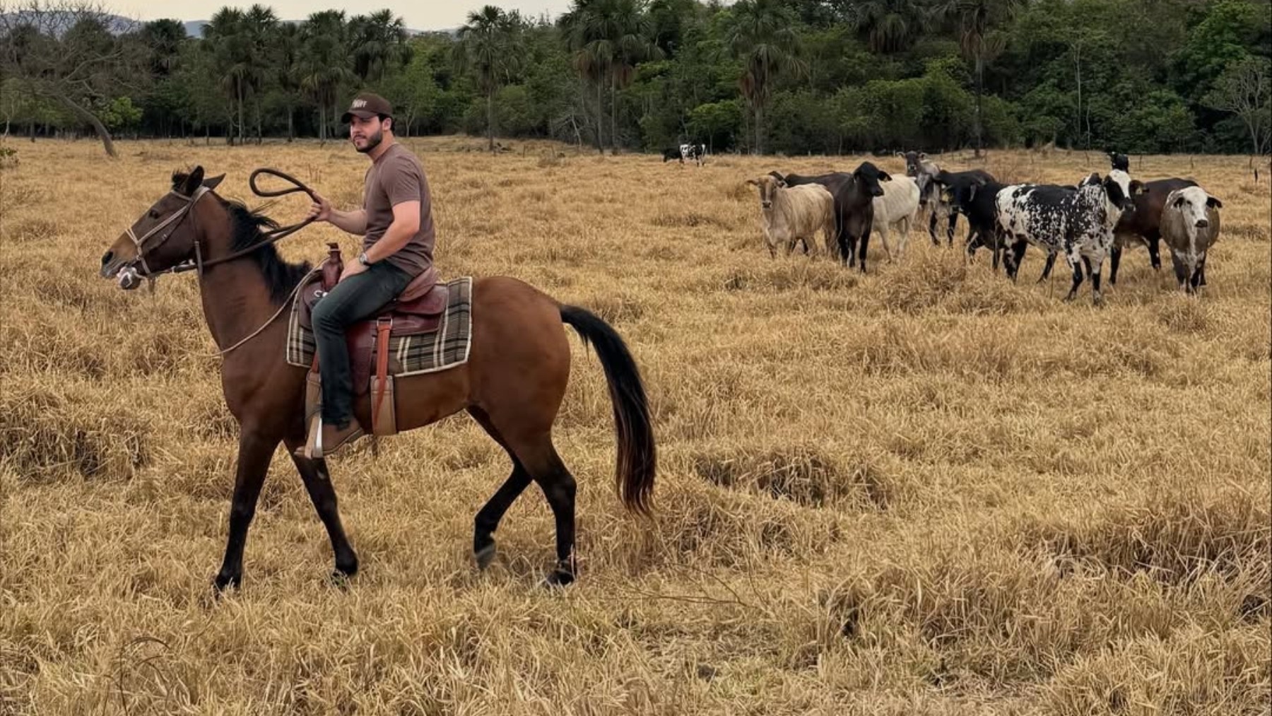 Murilo Huff rebate acusação sobre uso do dinheiro do filho após comprar a vaca mais cara do mundo: 'Trabalho'