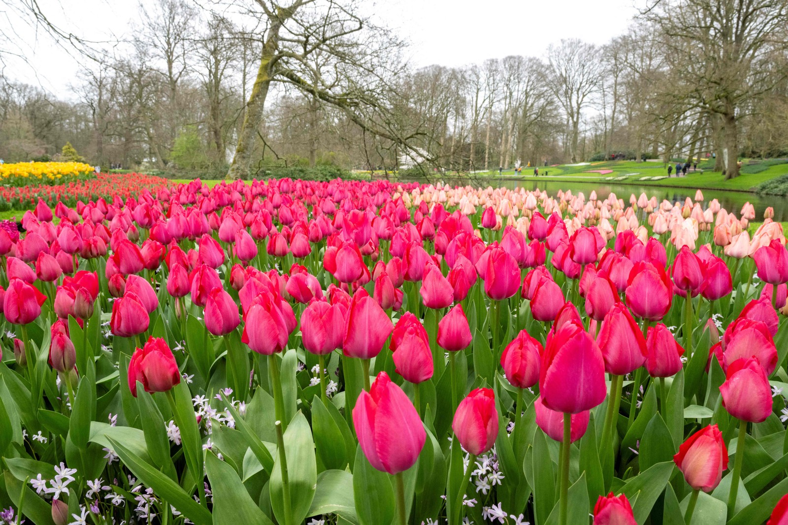Tulips at Keukenhof Gardens in Lisse, outside Amsterdam, Netherlands — Photo: Nick Gammon / AFP