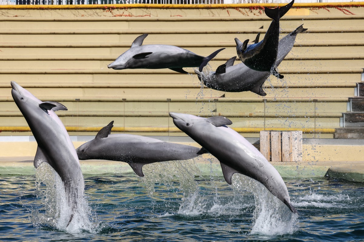 Zoológico francês desiste de centro para golfinhos e animais podem ser enviados para a Ásia - QTU Questões do Universo