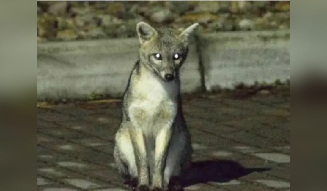 Oferta de comida e isolamento na pandemia contribuem para aproximação de raposas de áreas urbanas na Colômbia; entenda - Foto