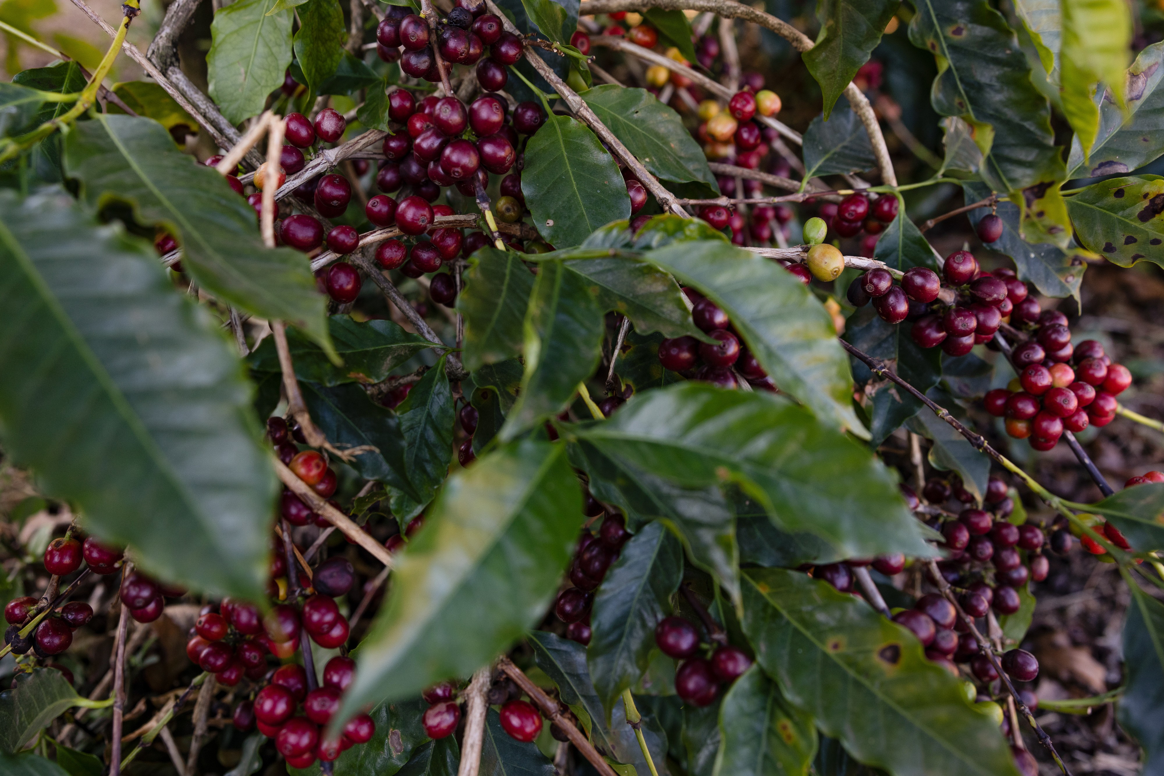 Chuvas no Brasil ameaçam sabor premium do café arábica da próxima safra - QTU Questões do Universo