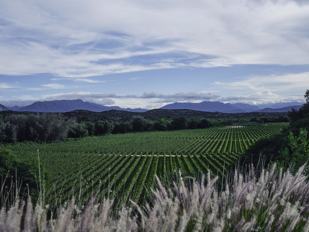 Vinhedos em Campos de Solana, na região de Tarija, no sul da Bolívia — Foto: Nick Ballón/The New York Times