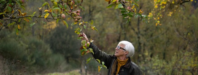 Italiana colhe 150 variedades de frutas para salvá-las das mudanças climáticas — Foto: Tiziana Fabi/AFP
