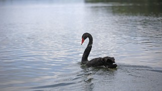 Apesar da poluição, o Pantanal Iguaçuano é pouso de pássaros migratórios como o cisne negro, originário da Austrália — Foto: Custodio Coimbra
