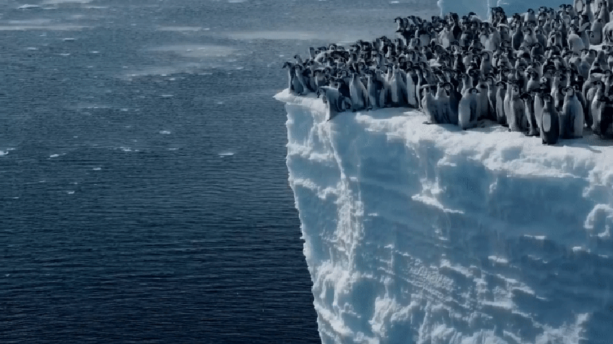 Em gravação inédita, bebês pinguins saltam de penhasco de 15 metros para nadar pela primeira vez, na Antártica