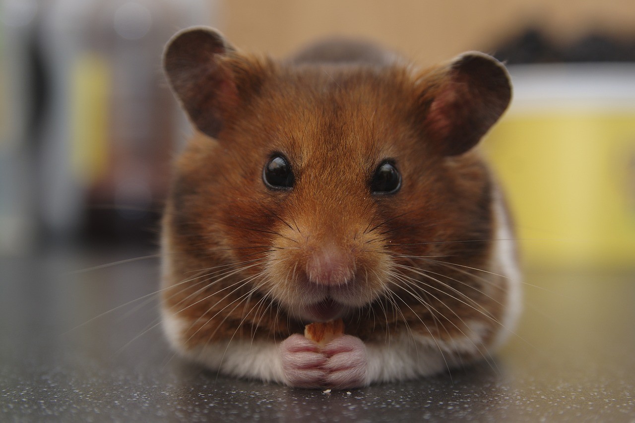 Cerca de 130 hamsters fogem de porão de avião e impedem retorno de aeronave para Lisboa; entenda