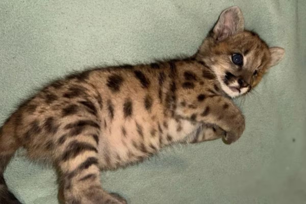 Filhote de puma é o único da família a sobreviver a atropelamento em rodovia e se recupera após dois meses de tratamentos intensivos