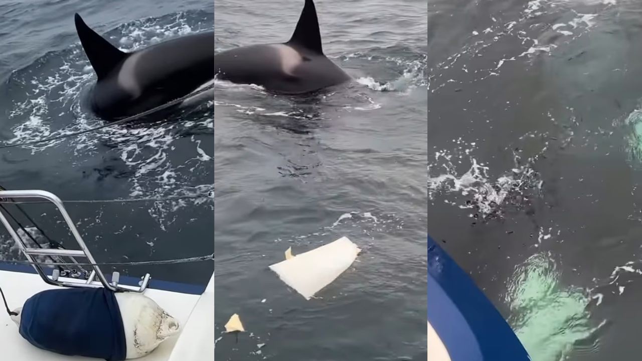 Orcas atacam veleiro por oito minutos na costa da Espanha e quebram metade do leme; vídeo - QTU Questões do Universo