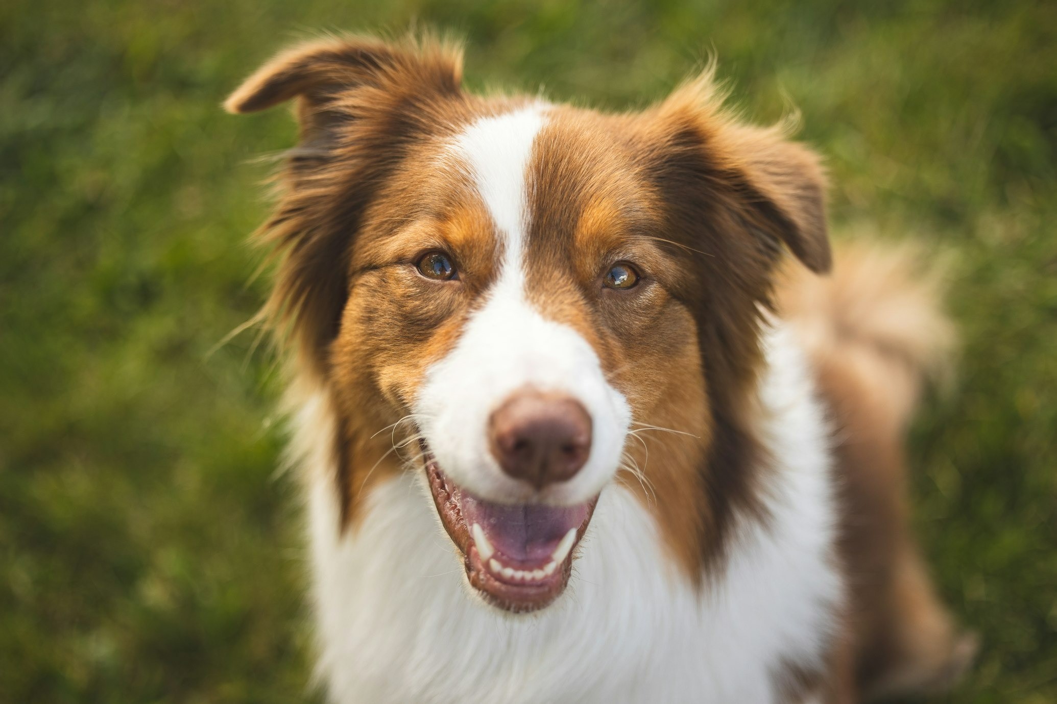 Pensa em ter um pet? Veja quais são as raças de cães mais inteligentes, segundo novo estudo