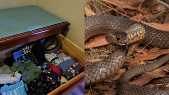 Segunda cobra mais venenosa do mundo é encontrada em gaveta de menino de três anos na Austrália; veja vídeo