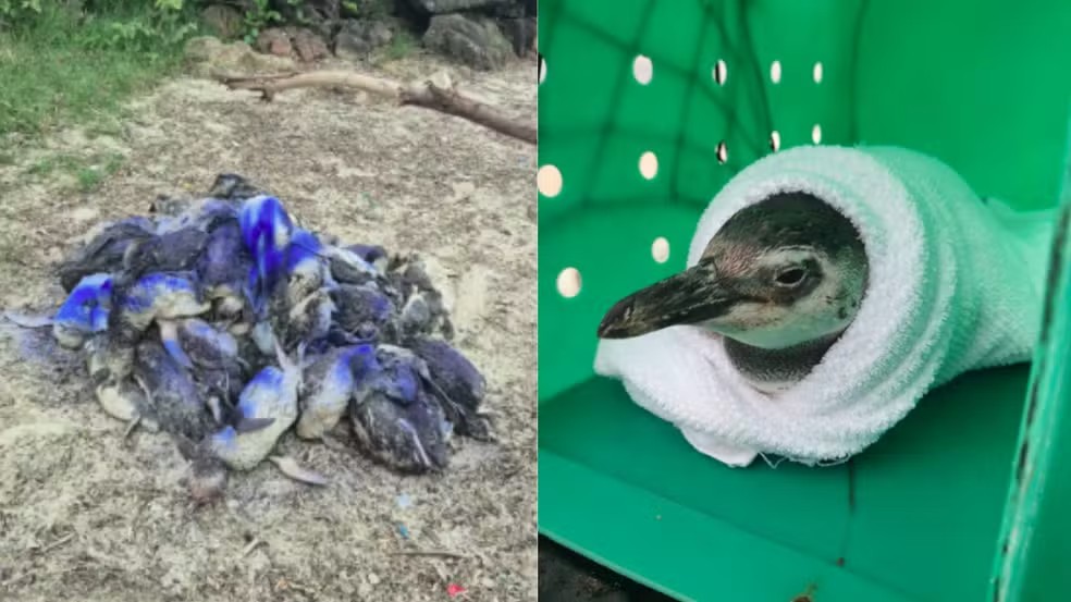 Cerca de 160 pinguins são encontrados mortos em cidade de Santa Catarina em um dia; entenda as possíveis causas