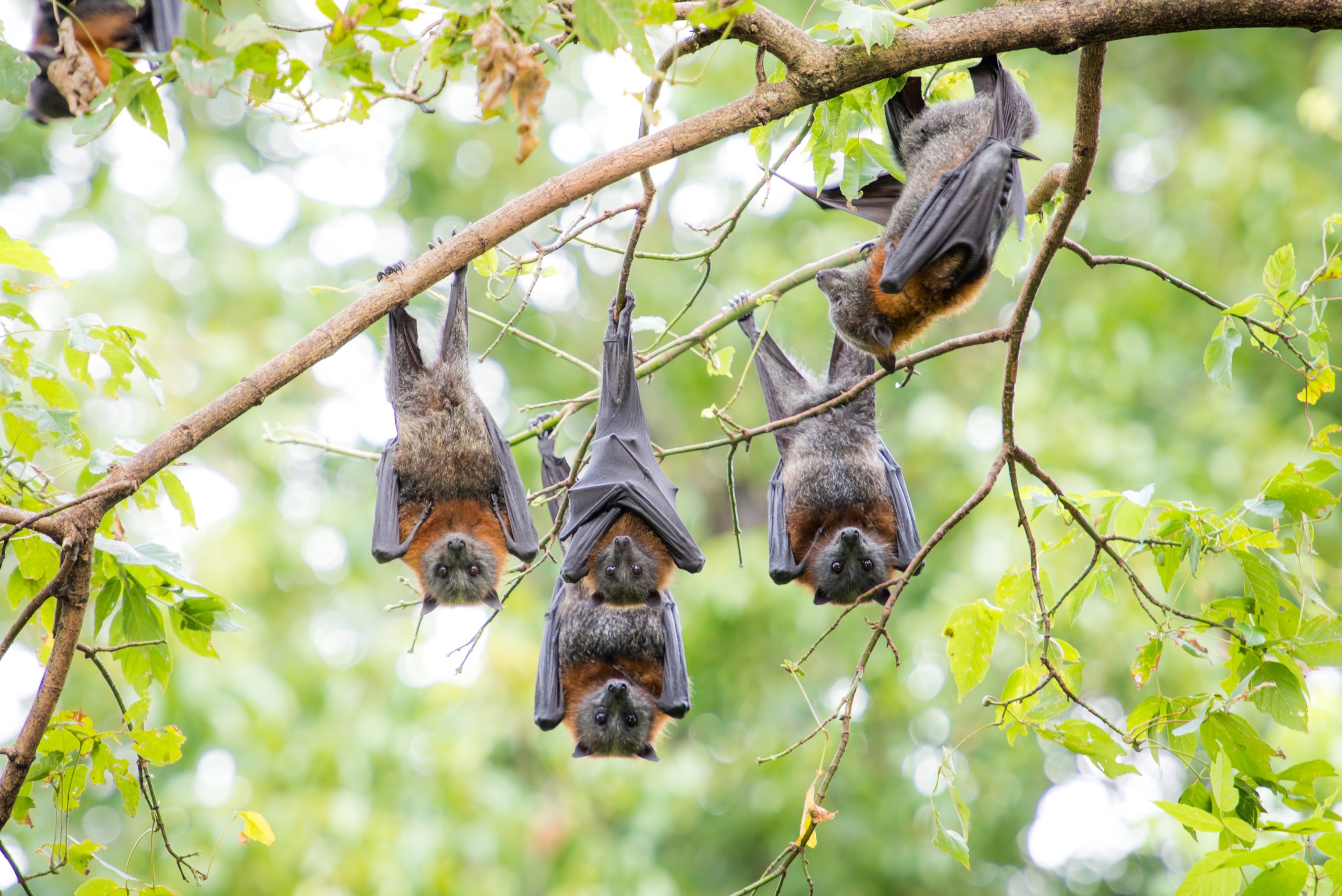 Morcegos gigantes geram bilhões: estudo revela impacto econômico dos 'flying foxes' na Austrália