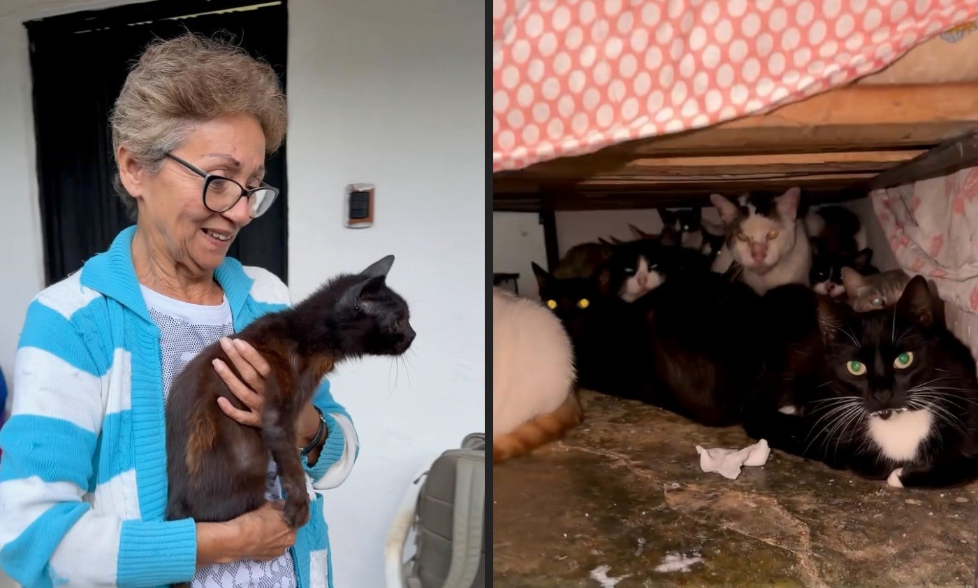 Image for Após acolher 50 gatos abandonados, mulher pede ajuda para continuar cuidando dos animais na Colômbia