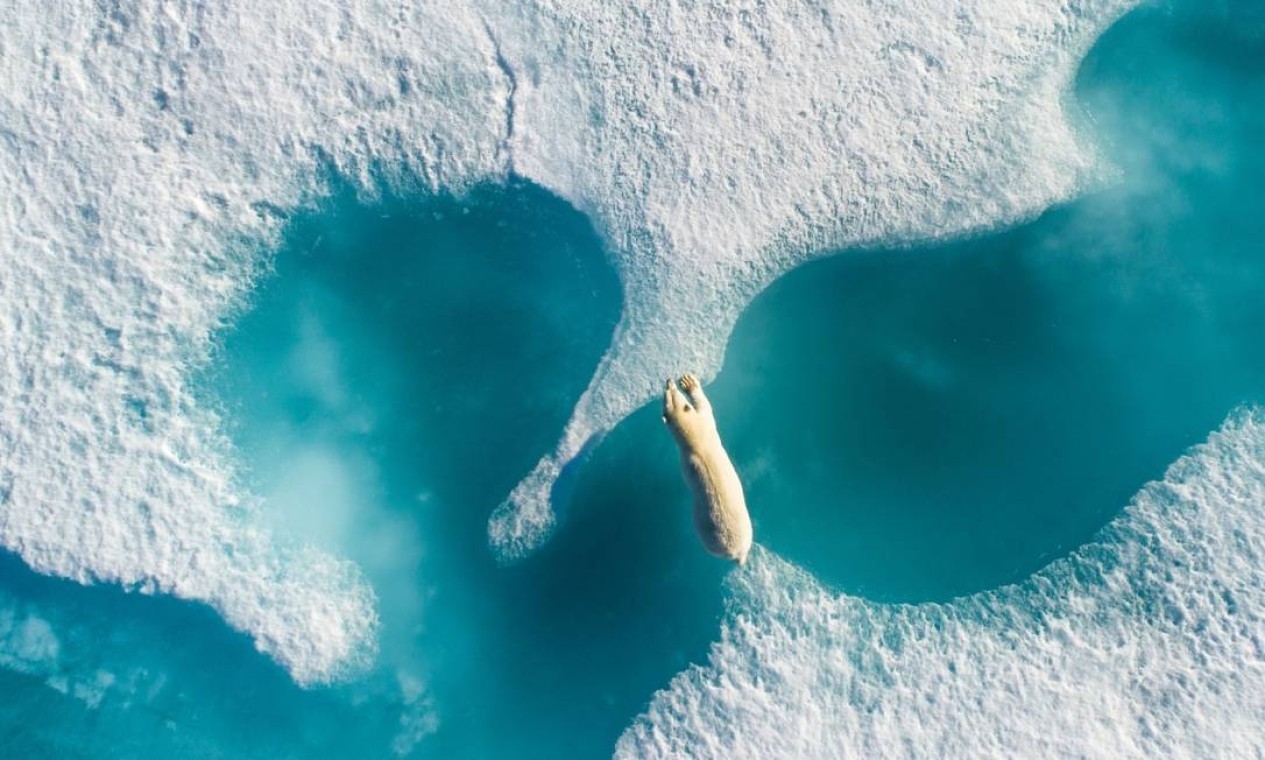 Um urso polar pula entre pedaços de água congelada no Canadá. O fotógrafo Florian Ledoux capturou o momento usando um drone em agosto de 2018. Animais estão enfrentando uma série de ameaças que estão afetando seu futuro status populacional. "Eles estão entre os primeiros refugiados da mudança climática", escreveu Ledoux  — Foto: Florian Ledoux