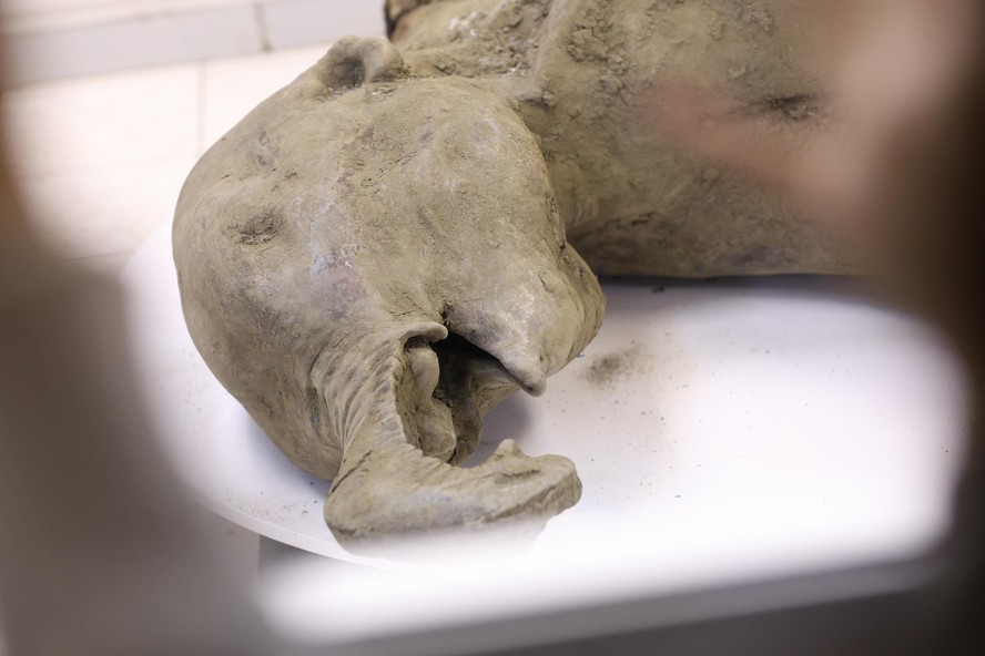 Cientistas russos descobrem fóssil conservado de mamute filhote