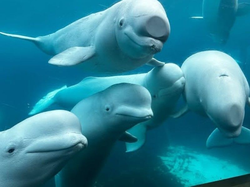 Assim como macacos e elefantes, baleias-beluga também se reconhecem no espelho; entenda