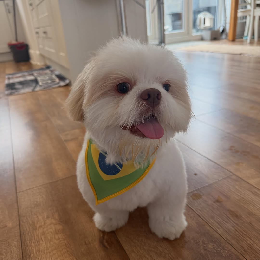 Cachorro de Rayan vai para creche na Inglaterra enquanto jog