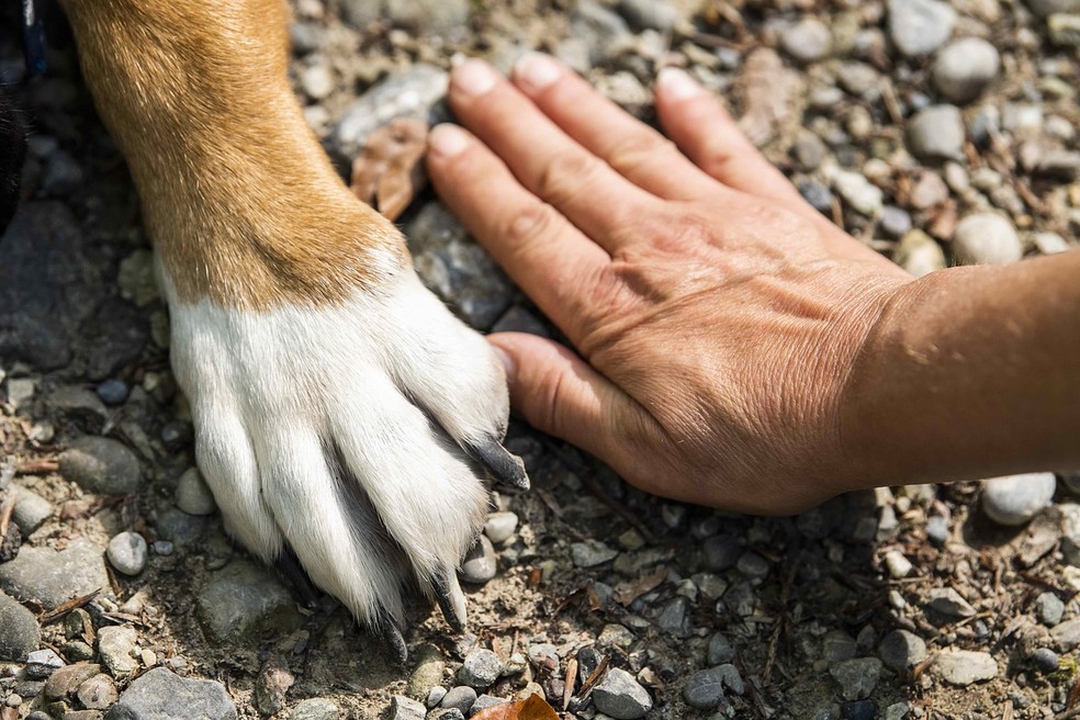 Patinhas de cachorro — Foto: giselastillhard por Pixabay